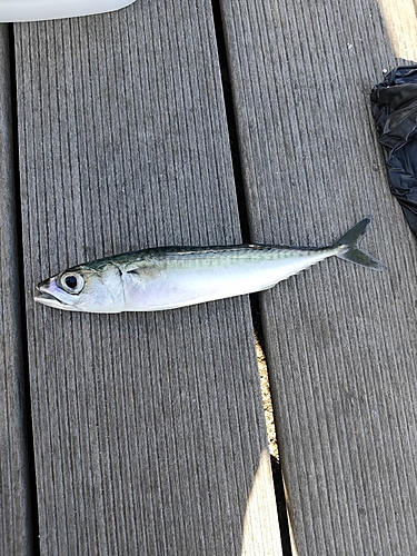 サバの釣果