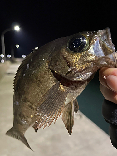 シロメバルの釣果