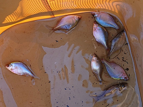 タナゴの釣果