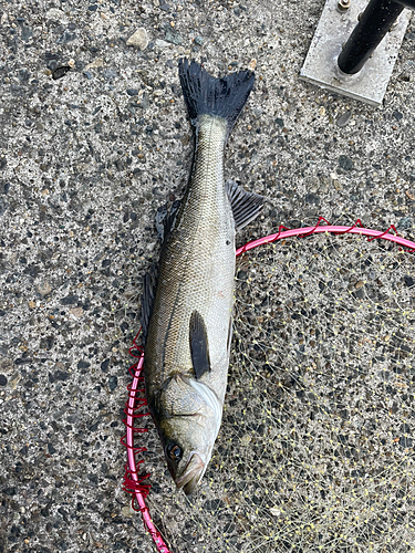 フッコ（マルスズキ）の釣果