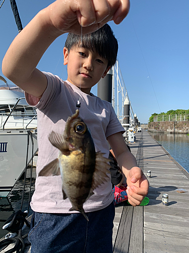 シロメバルの釣果