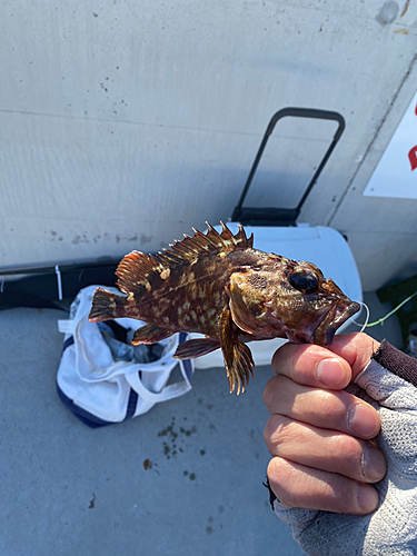 カサゴの釣果