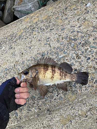 メバルの釣果