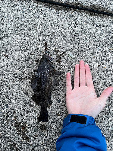 ソイの釣果