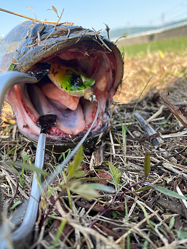 ライギョの釣果