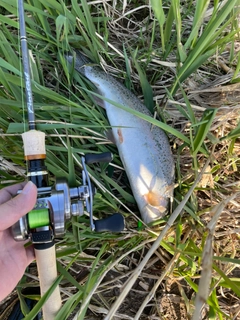 ニジマスの釣果