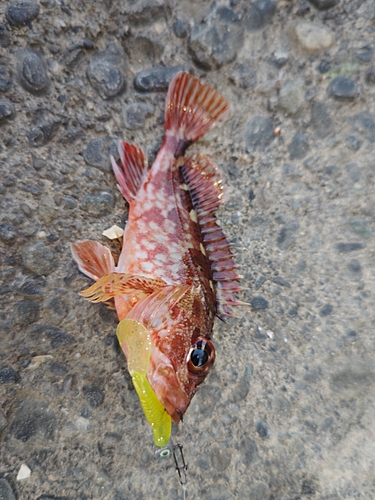 カサゴの釣果