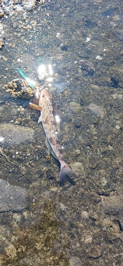 ホッケの釣果