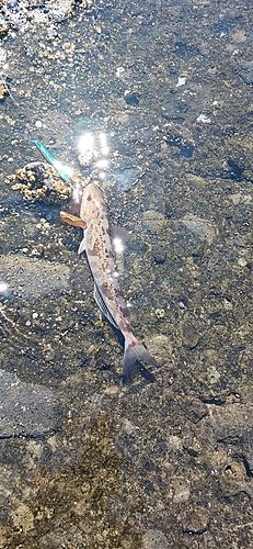 ホッケの釣果