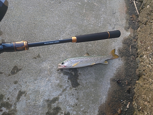 アメマスの釣果