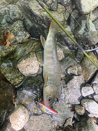 イワナの釣果