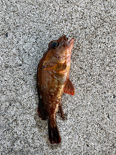 カサゴの釣果