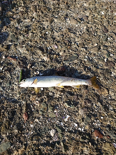 アメマスの釣果