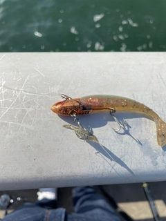 エビの釣果