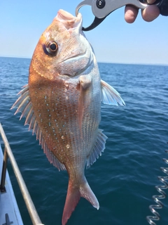 マダイの釣果