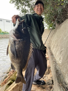 クロダイの釣果