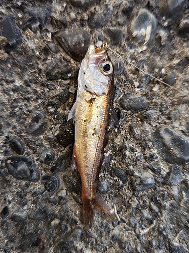 クロムツの釣果