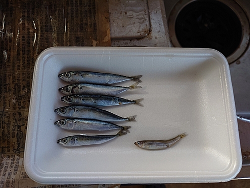 サバの釣果