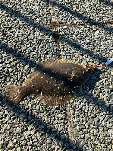 カレイの釣果