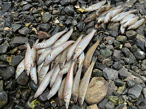 キスの釣果