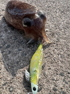 コウイカの釣果