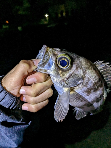 メバルの釣果