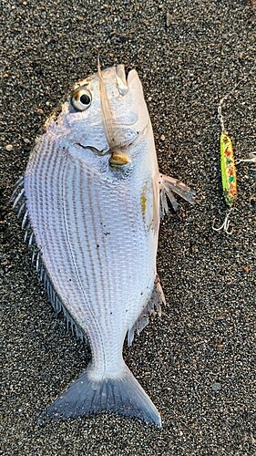 ヘダイの釣果