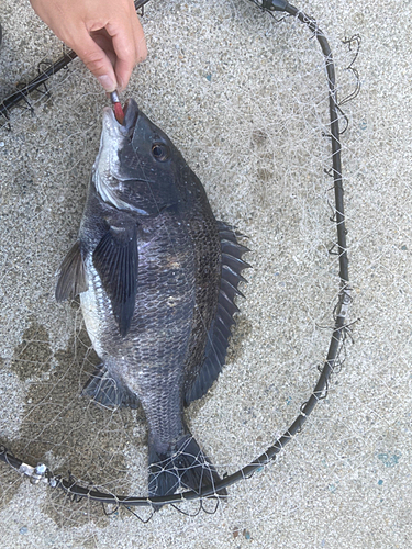 クロダイの釣果