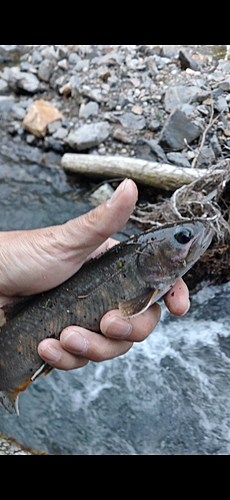 イワナの釣果