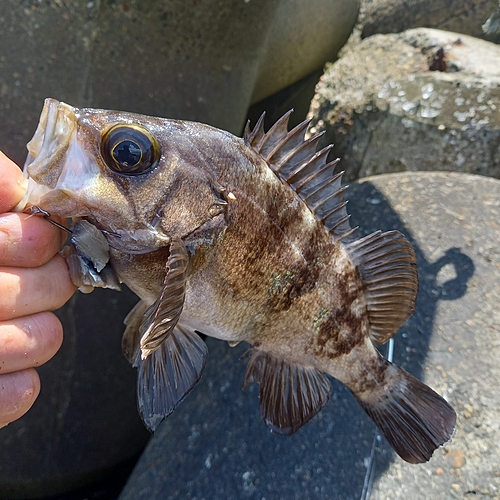 メバルの釣果