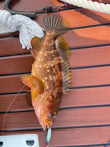 アコウの釣果