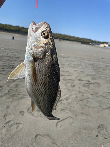 ニベの釣果