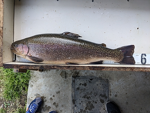 ニジマスの釣果