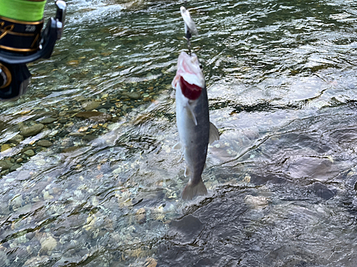 イワナの釣果