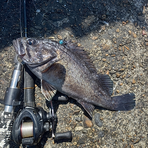 クロソイの釣果