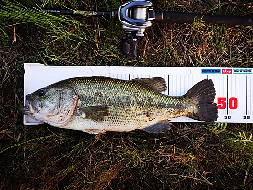 ラージマウスバスの釣果