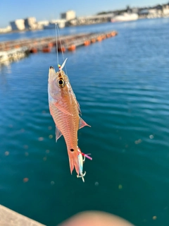 ネンブツダイの釣果