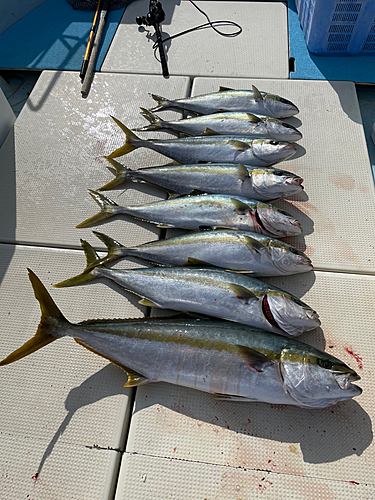 ヒラマサの釣果