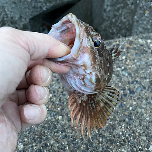 カサゴの釣果