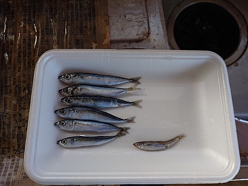 チアユの釣果