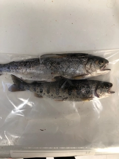 アマゴの釣果