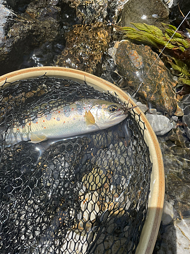 アマゴの釣果