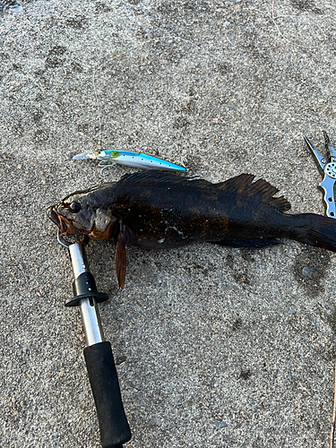 アイナメの釣果