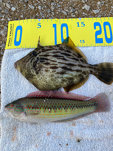 カワハギの釣果