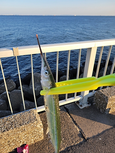 サヨリの釣果