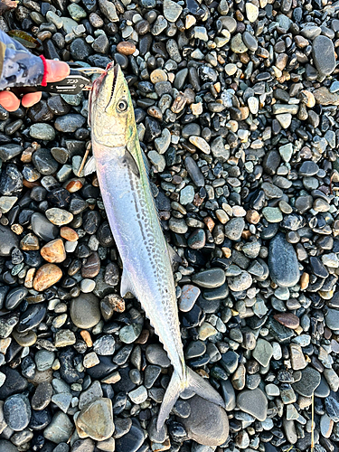 サゴシの釣果