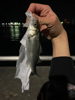 セイゴ（マルスズキ）の釣果