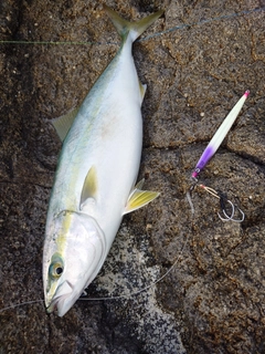 ヤズの釣果