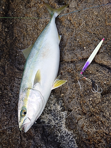 ヤズの釣果