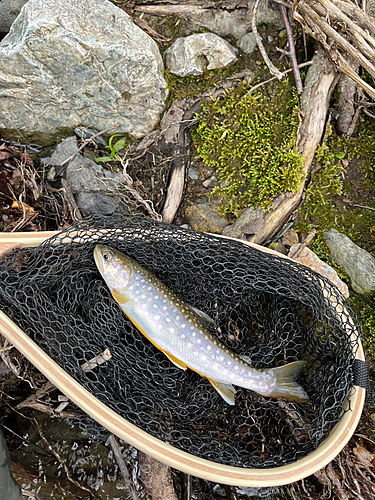 イワナの釣果